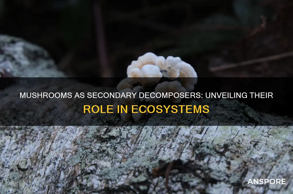 is a mushroom a secondary decomposer