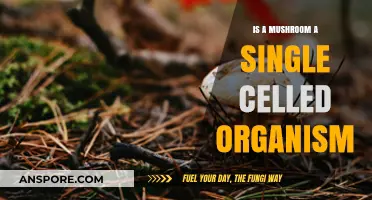 Are Mushrooms Single-Celled? Unraveling the Fungal Cell Mystery