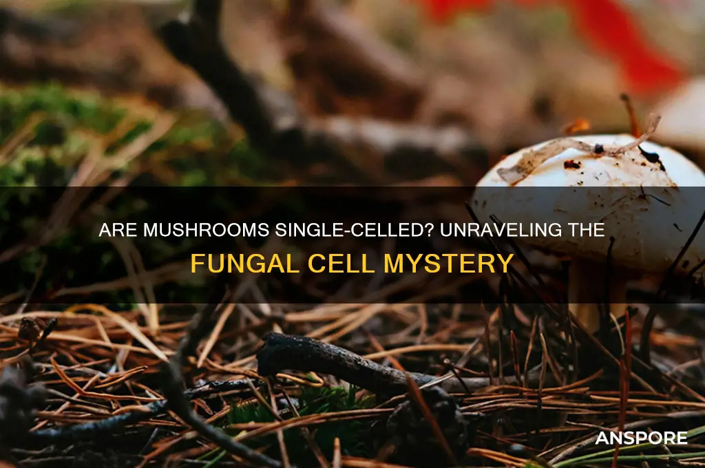 is a mushroom a single celled organism