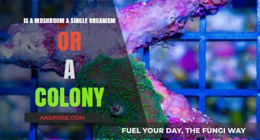 Mushrooms: Single Organisms or Complex Colonies? Unraveling the Fungal Mystery