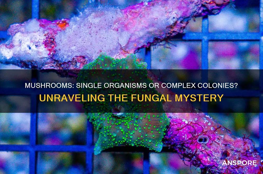is a mushroom a single organism or a colony