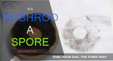 Mushroom Spore Mystery: What's the Truth?