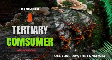 Are Mushrooms Tertiary Consumers? Exploring Their Role in Food Chains
