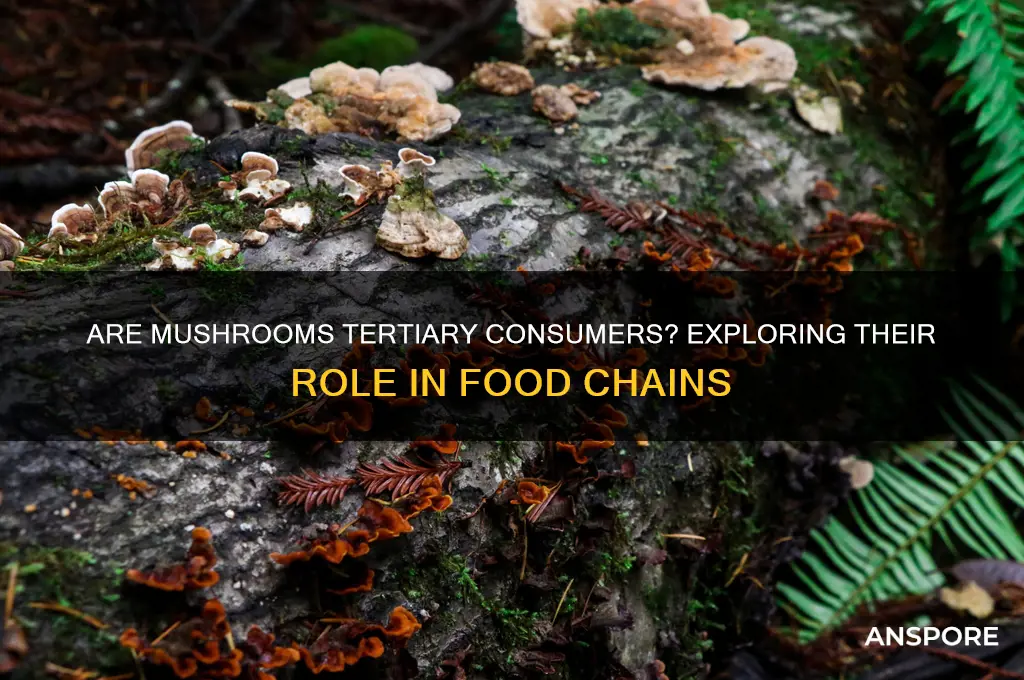 is a mushroom a tertiary comsumer