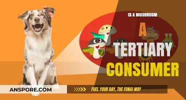 Are Mushrooms Tertiary Consumers? Unraveling Their Role in Food Chains