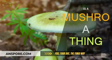 Mushrooms: Living Organisms or Objects?