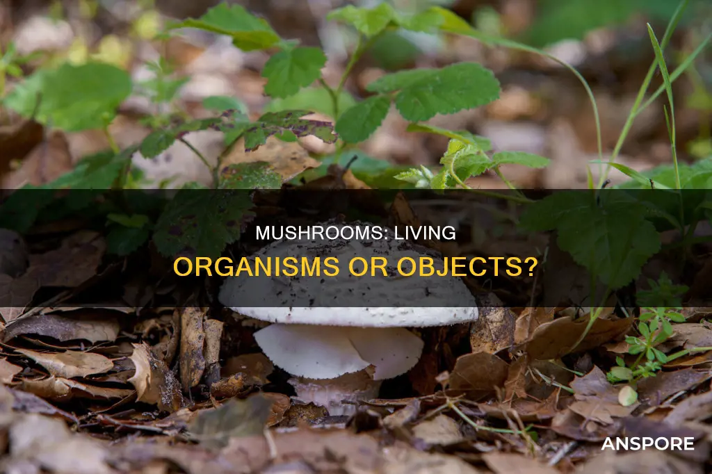 is a mushroom a thing