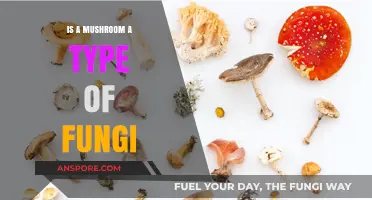 Are Mushrooms Fungi? Unveiling the Truth About These Unique Organisms