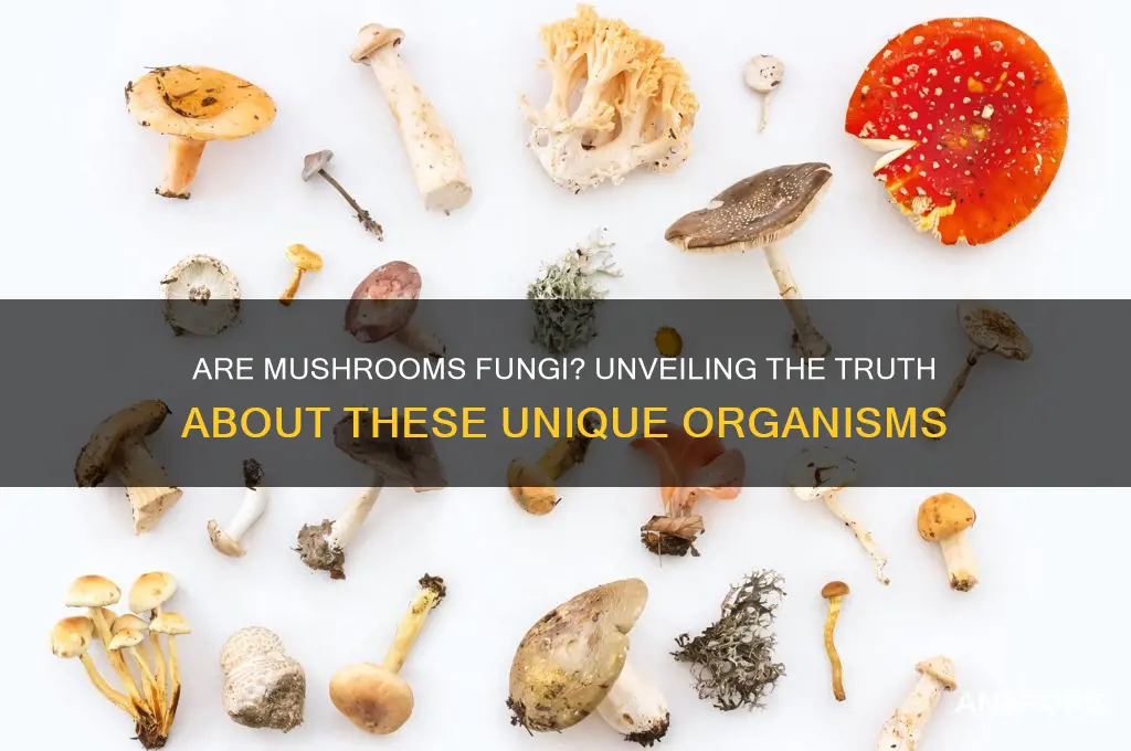 is a mushroom a type of fungi