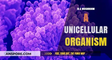 Are Mushrooms Unicellular? Debunking Common Fungal Misconceptions