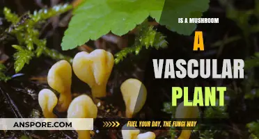 Are Mushrooms Vascular Plants? Unraveling the Fungal Mystery
