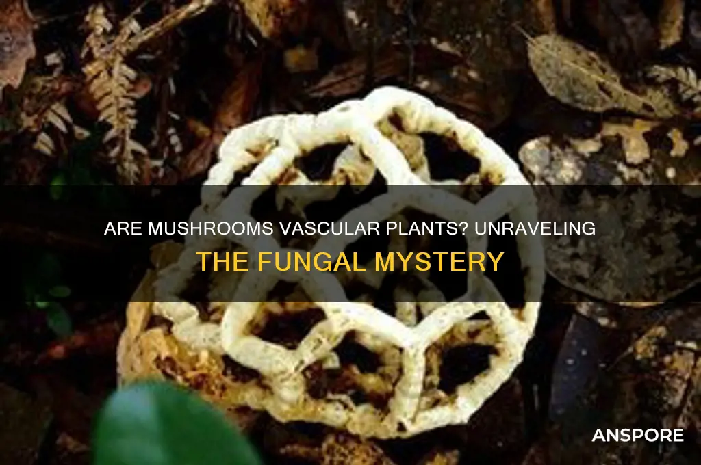 is a mushroom a vascular plant