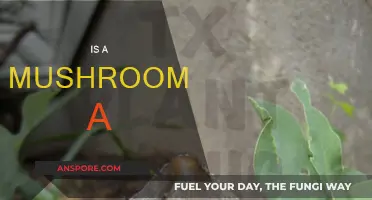 Mushroom Mystery: Veggie, Fungus, or What?