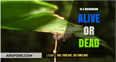 Are Mushrooms Alive or Dead? Exploring the Fungal Enigma