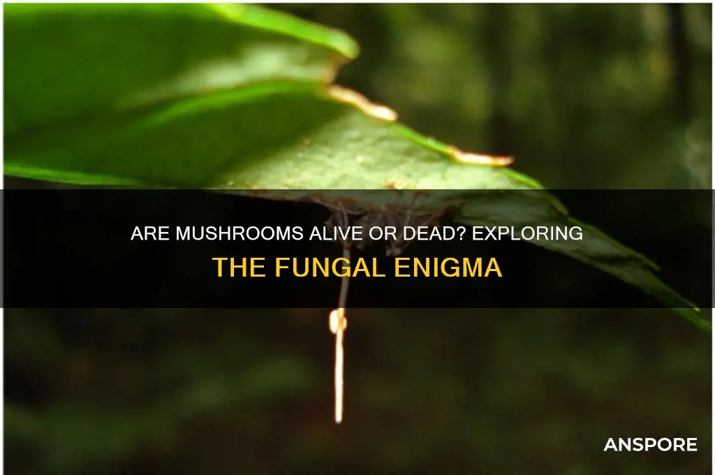 is a mushroom alive or dead