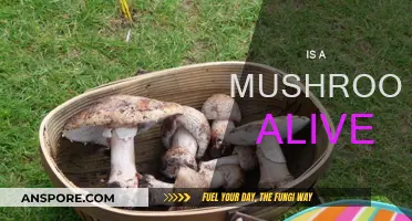 Mushrooms: Living or Not?
