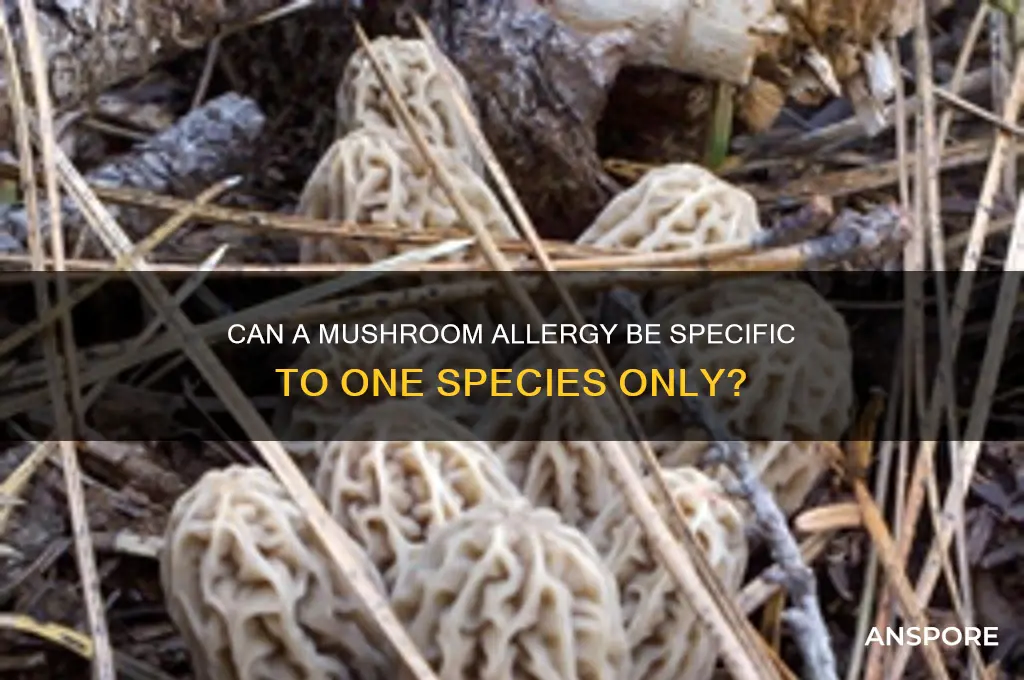 is a mushroom allergy for one species