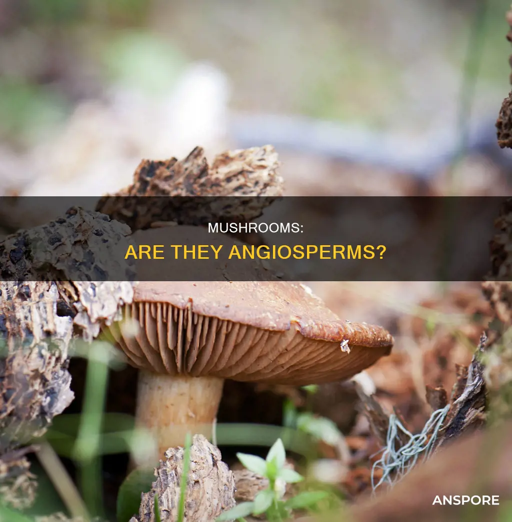 is a mushroom an angiosperm