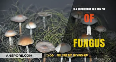 Mushrooms Unveiled: Understanding Their Fungal Nature and Classification