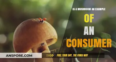 Are Mushrooms Consumers? Exploring Their Role in Ecosystems