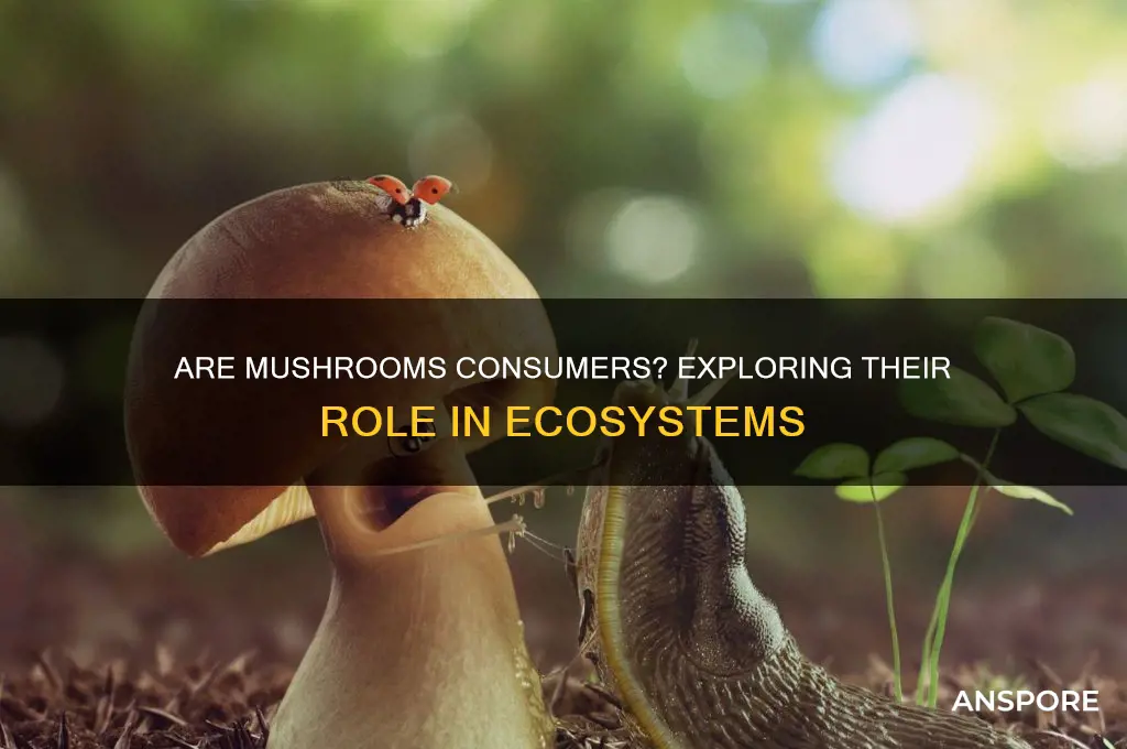 is a mushroom an example of an consumer