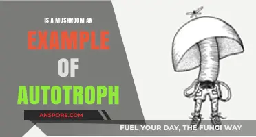 Are Mushrooms Autotrophs? Unraveling Their Unique Nutritional Secrets