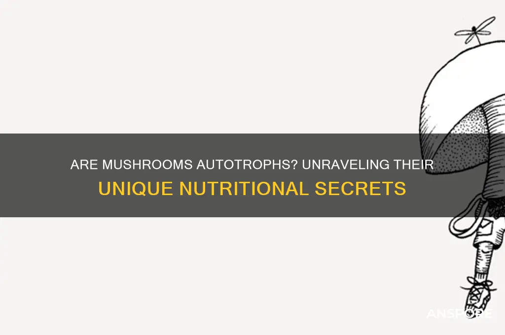 is a mushroom an example of autotroph