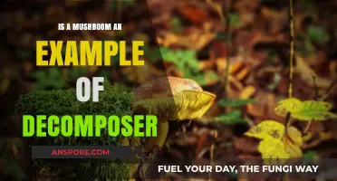 Mushrooms as Decomposers: Unveiling Their Role in Ecosystem Recycling