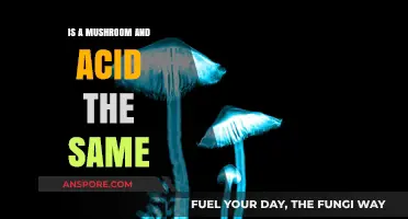 Mushrooms vs. Acid: Unraveling the Differences in Psychedelic Experiences