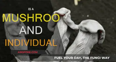 Mushroom's Identity: Is It an Individual?