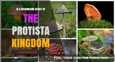 Are Mushrooms Protists? Unraveling Their Kingdom Classification Mystery