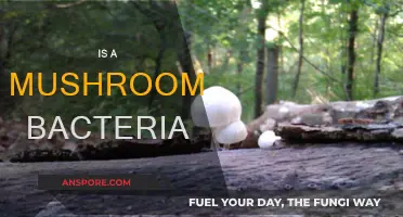Mushrooms: Fungi or Bacteria?