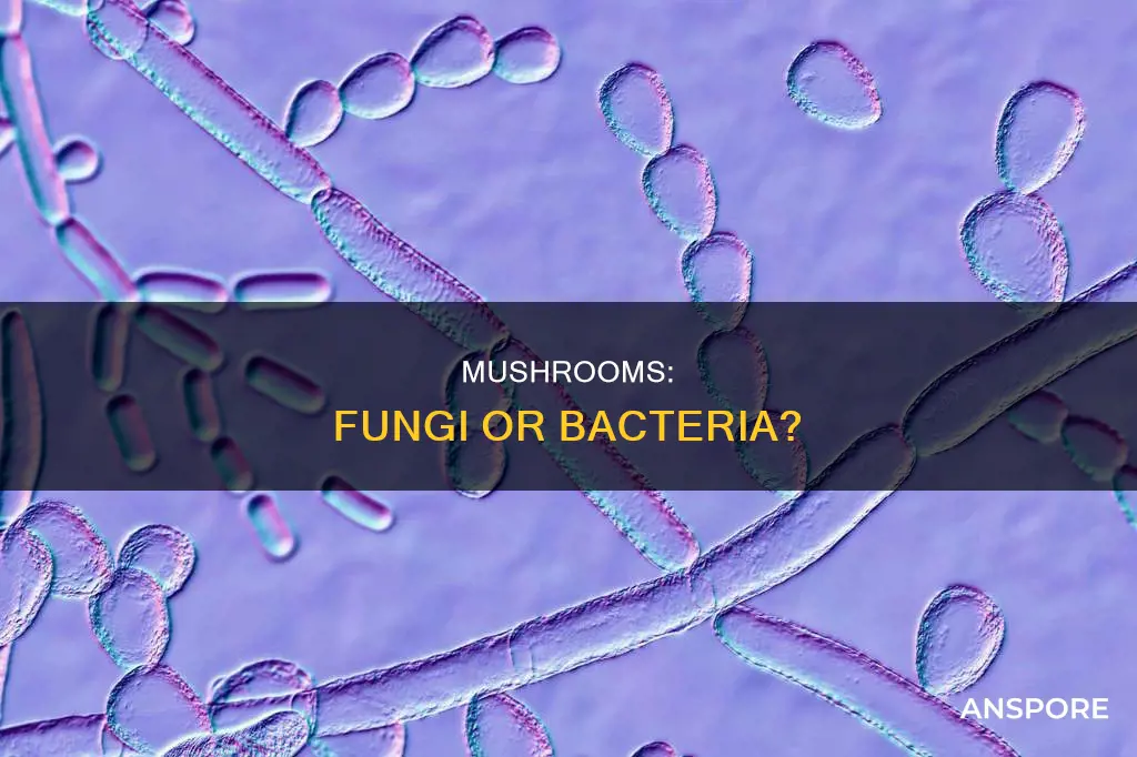 is a mushroom bacteria