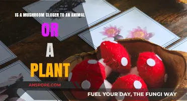 Mushrooms: Closer to Animals or Plants? Unraveling the Fungal Mystery