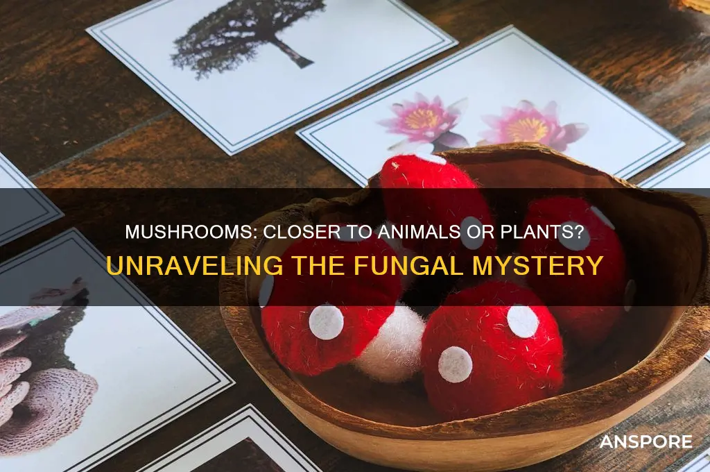 is a mushroom closer to an animal or a plant