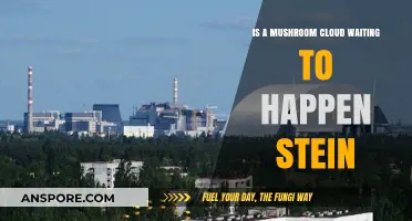 Mushroom Cloud Risk: Is Stein a Ticking Nuclear Disaster?