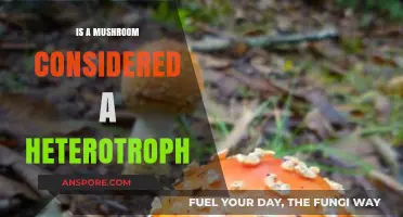 Are Mushrooms Heterotrophs? Unveiling Their Unique Nutritional Secrets