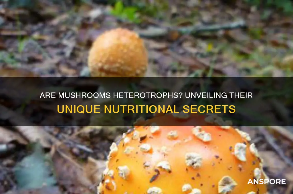 is a mushroom considered a heterotroph