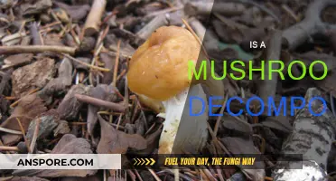 Mushrooms: Nature's Decomposers and Their Role