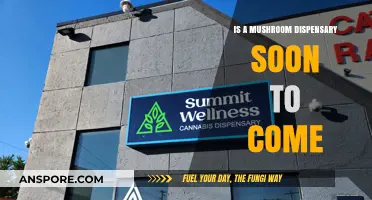 Could Mushroom Dispensaries Be the Next Wellness Trend?