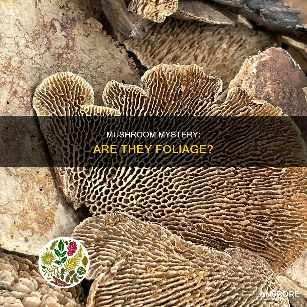 is a mushroom foliage