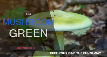 Mushroom Sustainability: Green or Grey Area?