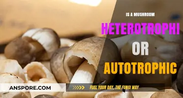 Mushrooms: Heterotrophic or Autotrophic? Unraveling Their Nutritional Secrets