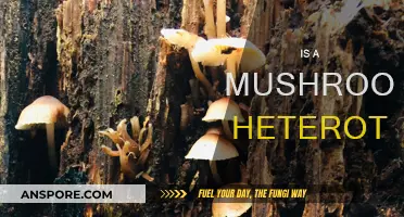 Mushrooms: Heterotrophic Superfoods