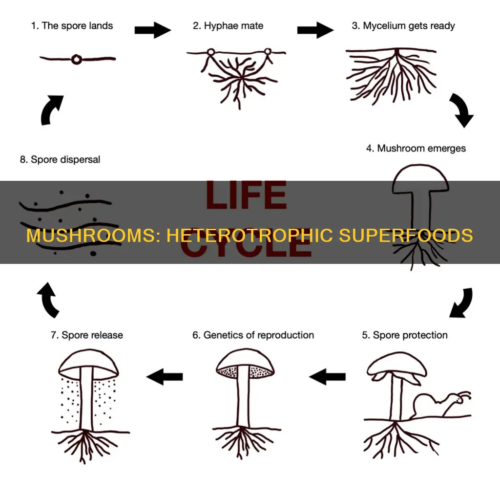 is a mushroom heterotrophic