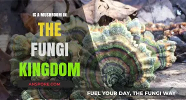 Exploring the Classification: Is a Mushroom Truly in the Fungi Kingdom?