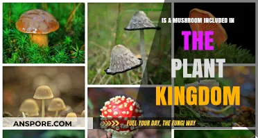 Are Mushrooms Plants? Unraveling Their Kingdom Classification Mystery