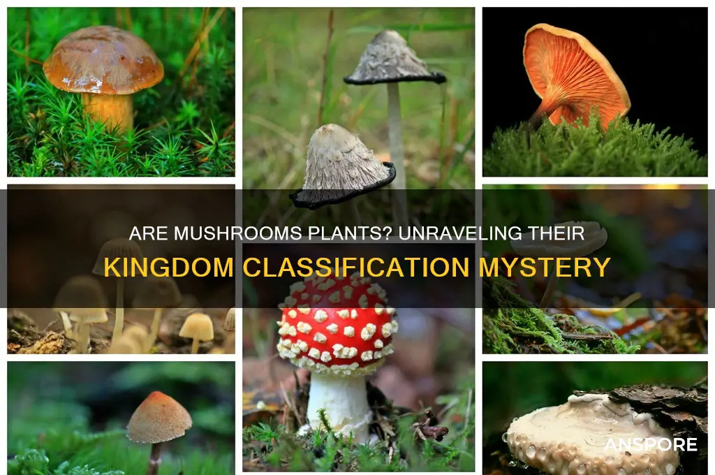 is a mushroom included in the plant kingdom