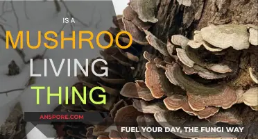 Mushrooms: Living or Not?