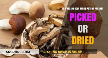Fresh vs. Dried Mushrooms: Which Offers Stronger Potency and Flavor?